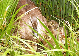事業所内の池には毎年カルガモが営巣し産卵、子育てをしている。